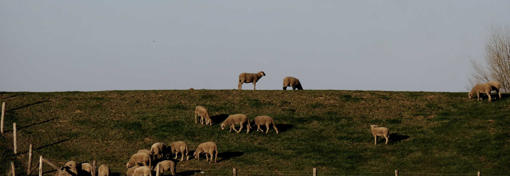 Schafe auf dem Deich bei Grite am Rhein